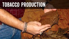 Tobacco Production